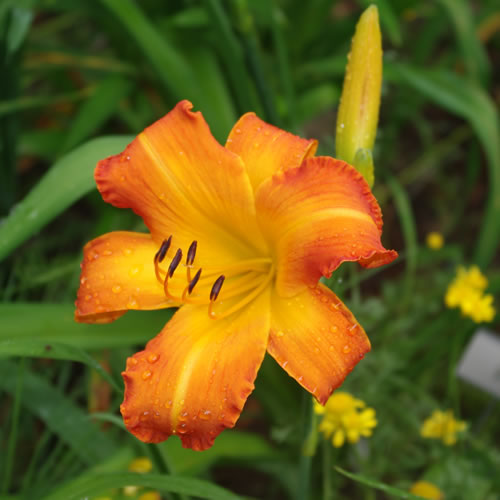 Hemerocallis Highland Pinched Fingers